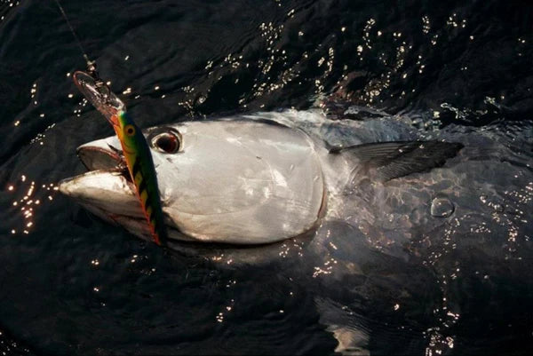 Cómo pescar albacoras a spinning ligero: técnica, equipo y claves reales